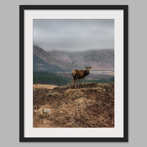 Glen Etive Deer 2, Glencoe, Scotland-Photographic Print, Canvas Print, Wall Art