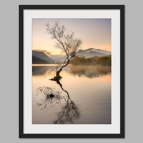 Llyn Padarn Lone Tree (Portrait), Snowdonia, Wales - Photographic Print, Canvas, Wall Art, Photo Print