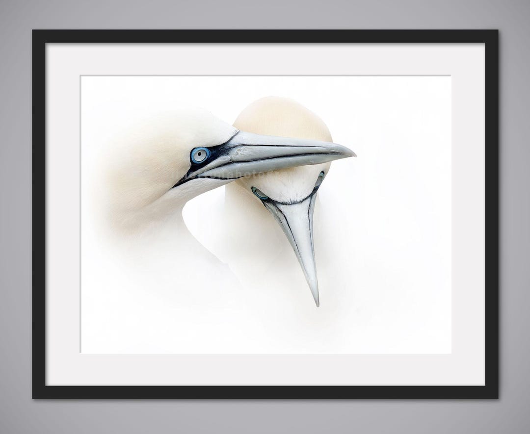 Gannets Portrait Print: Affectionate Bird Photo, Bempton Cliffs Wall ...