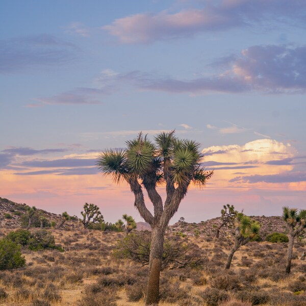 Joshua Tree Wall Art/ Joshua Tree Print/ Joshua Tree Photography Print