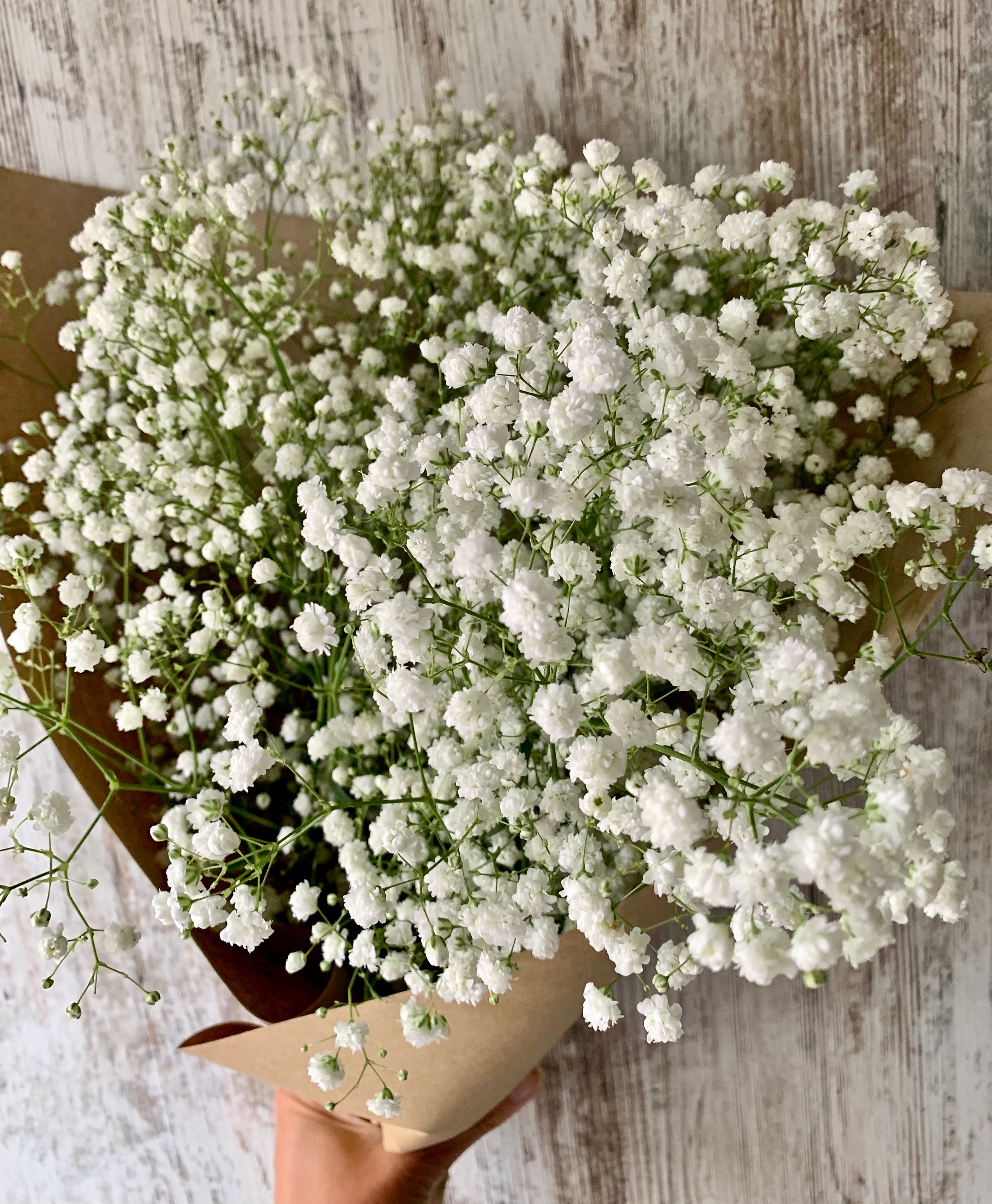 Next Day Fresh Gypsophila Babys Breath Large Bunch Bouquet Etsy