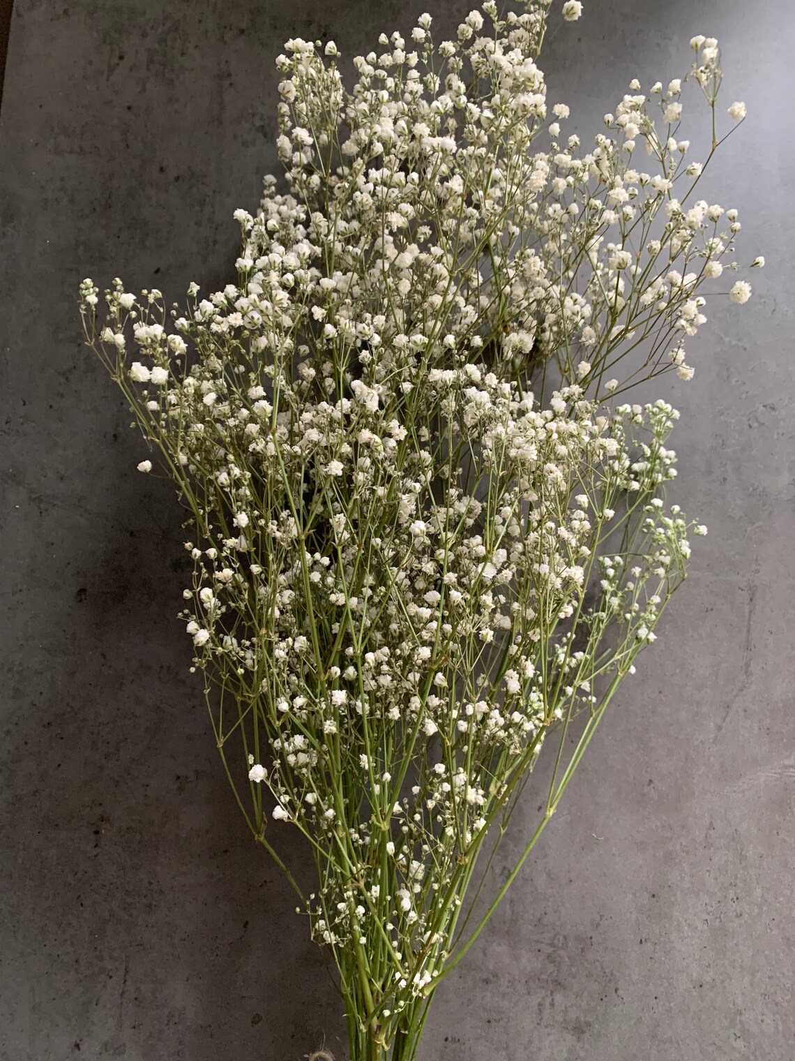 Natural Dried Gypsophila Babys Breath Large Bunch Rustic Boho Etsy UK