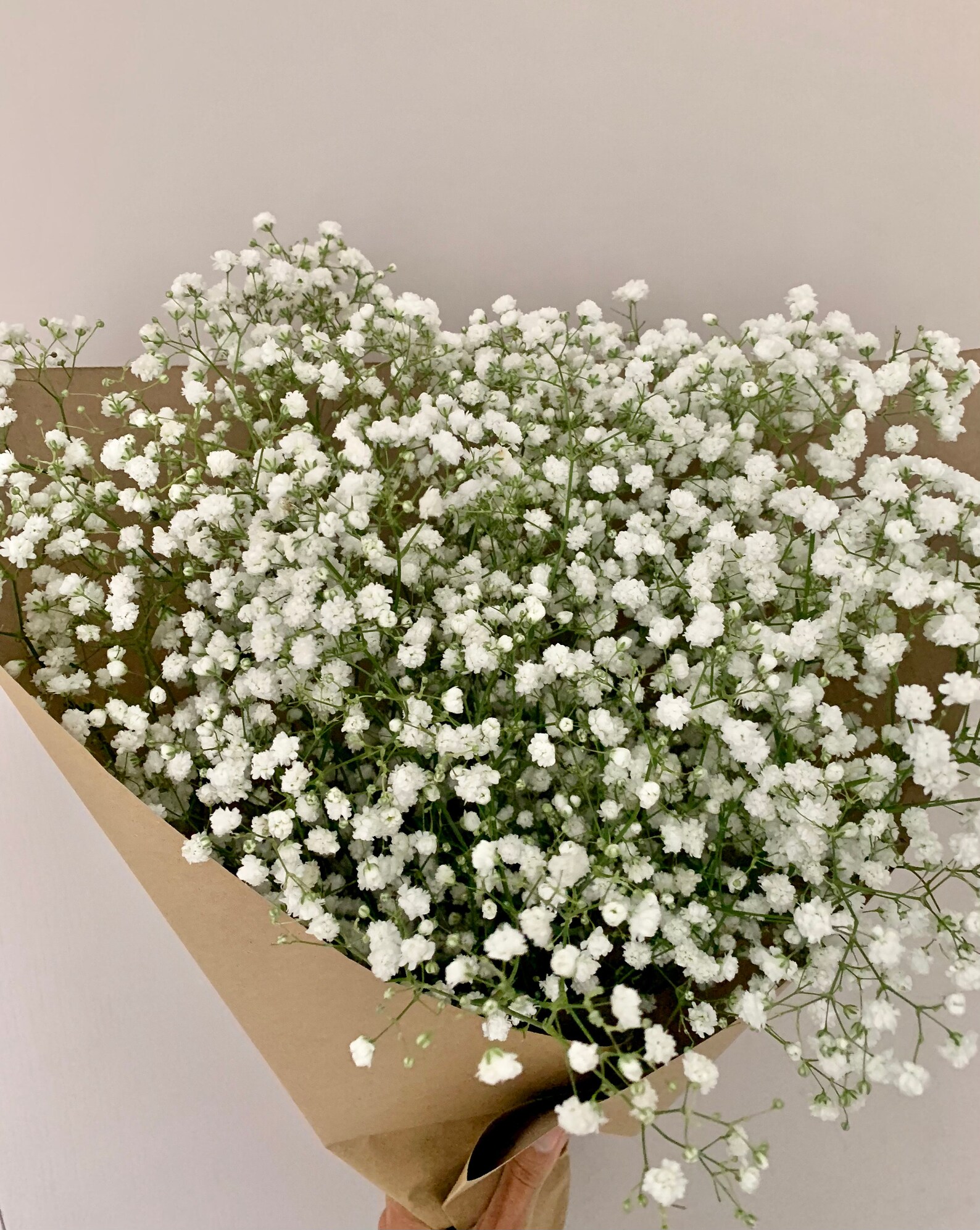 Next Day Fresh Gypsophila Babys Breath Large Bunch Bouquet Etsy
