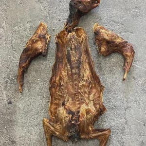 Puede incluir: Un cadáver de animal seco, conservado y de color marrón, que consta de un torso central con cabeza, dos extremidades delanteras separadas y dos patas traseras unidas. La textura es coriácea y deshidratada, con tonos marrón oscuro y bronceado.