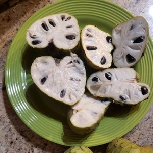 Nata Cherimoya Seeds, Honey Heart Cherimoya, Tropical Fruit Seeds, Exotic Fruit Seeds, Chirimoya Seeds, Fruit Seeds image 1