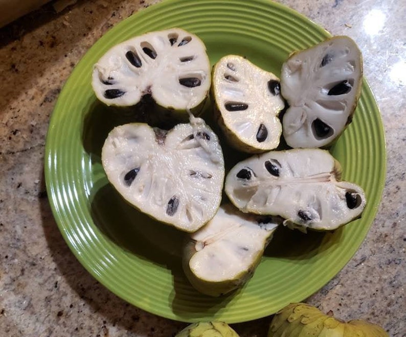 Nata Cherimoya Seeds, Honey Heart Cherimoya, Tropical Fruit Seeds, Exotic Fruit Seeds, Chirimoya Seeds, Fruit Seeds image 1