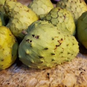 Nata Cherimoya Seeds, Honey Heart Cherimoya, Tropical Fruit Seeds, Exotic Fruit Seeds, Chirimoya Seeds, Fruit Seeds image 2