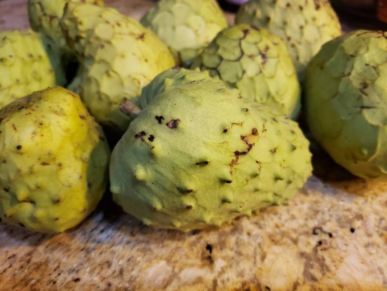 Nata Cherimoya Seeds, Honey Heart Cherimoya, Tropical Fruit Seeds, Exotic Fruit Seeds, Chirimoya Seeds, Fruit Seeds image 2