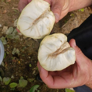 Nata Cherimoya Seeds, Honey Heart Cherimoya, Tropical Fruit Seeds, Exotic Fruit Seeds, Chirimoya Seeds, Fruit Seeds image 6