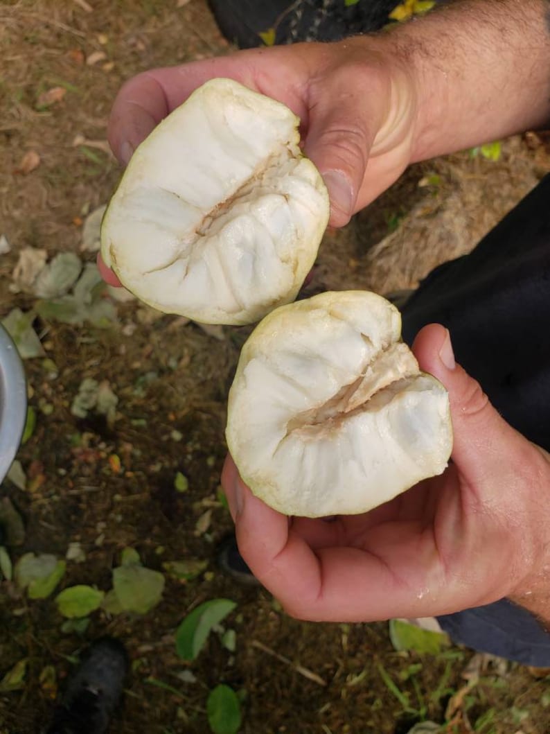 Nata Cherimoya Seeds, Honey Heart Cherimoya, Tropical Fruit Seeds, Exotic Fruit Seeds, Chirimoya Seeds, Fruit Seeds image 6