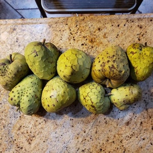 Nata Cherimoya Seeds, Honey Heart Cherimoya, Tropical Fruit Seeds, Exotic Fruit Seeds, Chirimoya Seeds, Fruit Seeds image 3