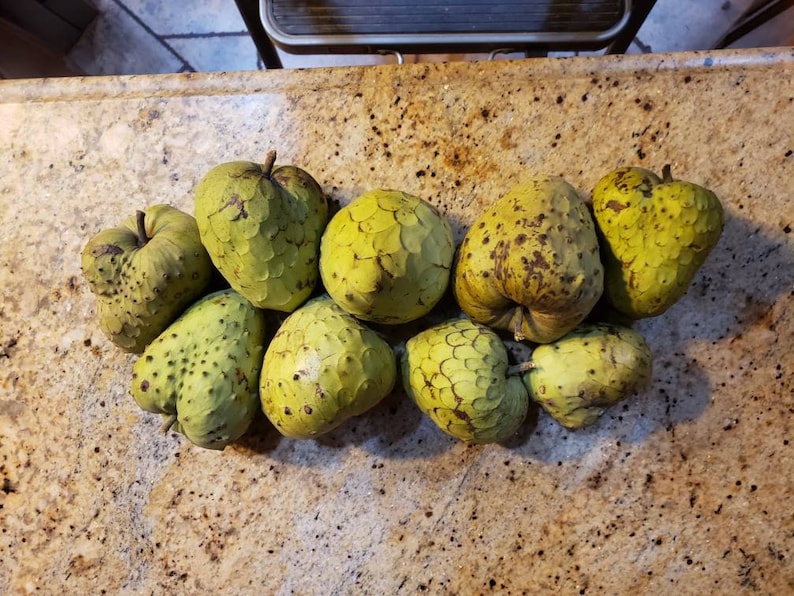 Nata Cherimoya Seeds, Honey Heart Cherimoya, Tropical Fruit Seeds, Exotic Fruit Seeds, Chirimoya Seeds, Fruit Seeds image 3