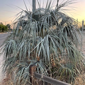 10 Brahea Clara Sonora Hesper Palm Seeds - Weeping Icicle Blue Palm