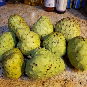 Nata Cherimoya Seeds, Honey Heart Cherimoya, Tropical Fruit Seeds, Exotic Fruit Seeds, Chirimoya Seeds, Fruit Seeds image 4