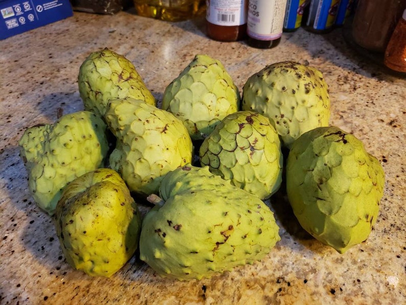 Nata Cherimoya Seeds, Honey Heart Cherimoya, Tropical Fruit Seeds, Exotic Fruit Seeds, Chirimoya Seeds, Fruit Seeds image 4