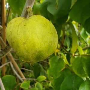 Nata Cherimoya Seeds, Honey Heart Cherimoya, Tropical Fruit Seeds, Exotic Fruit Seeds, Chirimoya Seeds, Fruit Seeds image 7