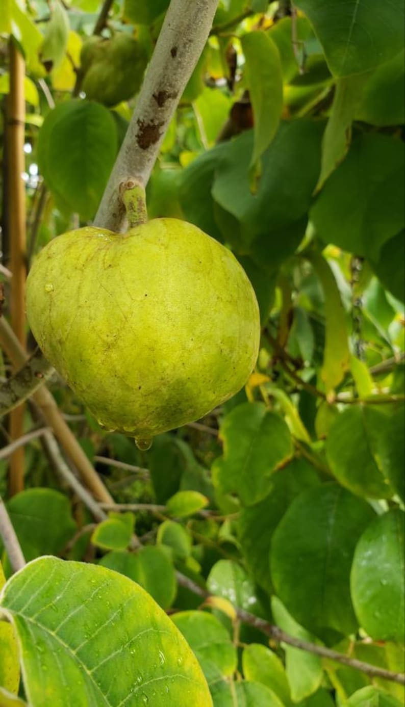 Nata Cherimoya Seeds, Honey Heart Cherimoya, Tropical Fruit Seeds, Exotic Fruit Seeds, Chirimoya Seeds, Fruit Seeds image 7