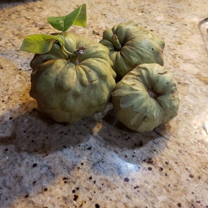 Nata Cherimoya Seeds, Honey Heart Cherimoya, Tropical Fruit Seeds, Exotic Fruit Seeds, Chirimoya Seeds, Fruit Seeds image 8