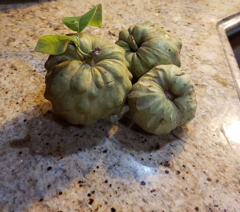 Nata Cherimoya Seeds, Honey Heart Cherimoya, Tropical Fruit Seeds, Exotic Fruit Seeds, Chirimoya Seeds, Fruit Seeds image 8