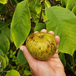 Nata Cherimoya Seeds, Honey Heart Cherimoya, Tropical Fruit Seeds, Exotic Fruit Seeds, Chirimoya Seeds, Fruit Seeds image 5