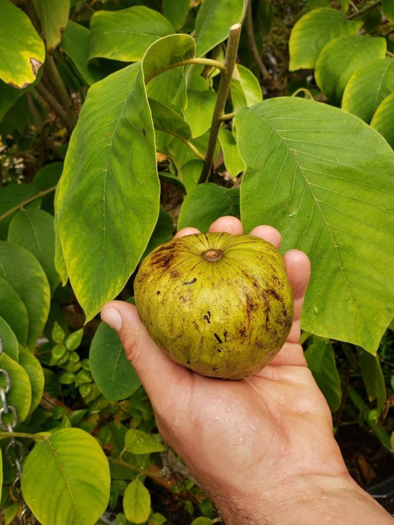 Nata Cherimoya Seeds, Honey Heart Cherimoya, Tropical Fruit Seeds, Exotic Fruit Seeds, Chirimoya Seeds, Fruit Seeds image 5