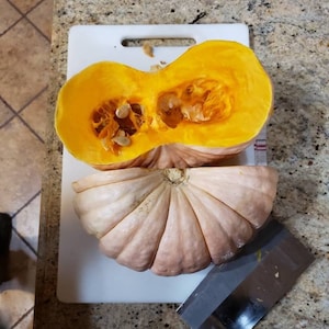 Jarrahdale Semi di zucca blu / rosa, semi di zucca blu esotici, semi di zucca Jarrahdale blu, zucca invernale, zucca cimelio, semi non OGM