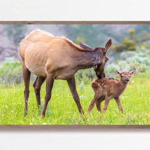 Frame TV Art Winter, Samsung Frame TV Art, Deer Frame TV Art, Spring Samsung Frame Tv Art, Frame Tv Art Deer, Digital Art Frame,