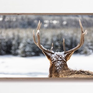 Samsung Frame TV Art Christmas, Deer Frame TV Art, Deer in Glistening Snow, Frame TV Art, Christmas Decor, Samsung Art Tv, Digital Download