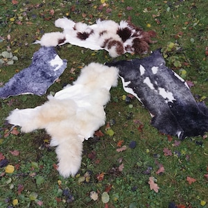 Sheepskin lambskin skins new with strong defects for crafting or further processing