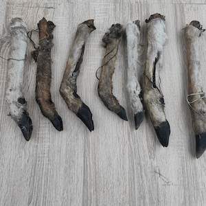 Hjortben, naturliga tuggben, hundgodis, hjortben med päls, godis, hjortben