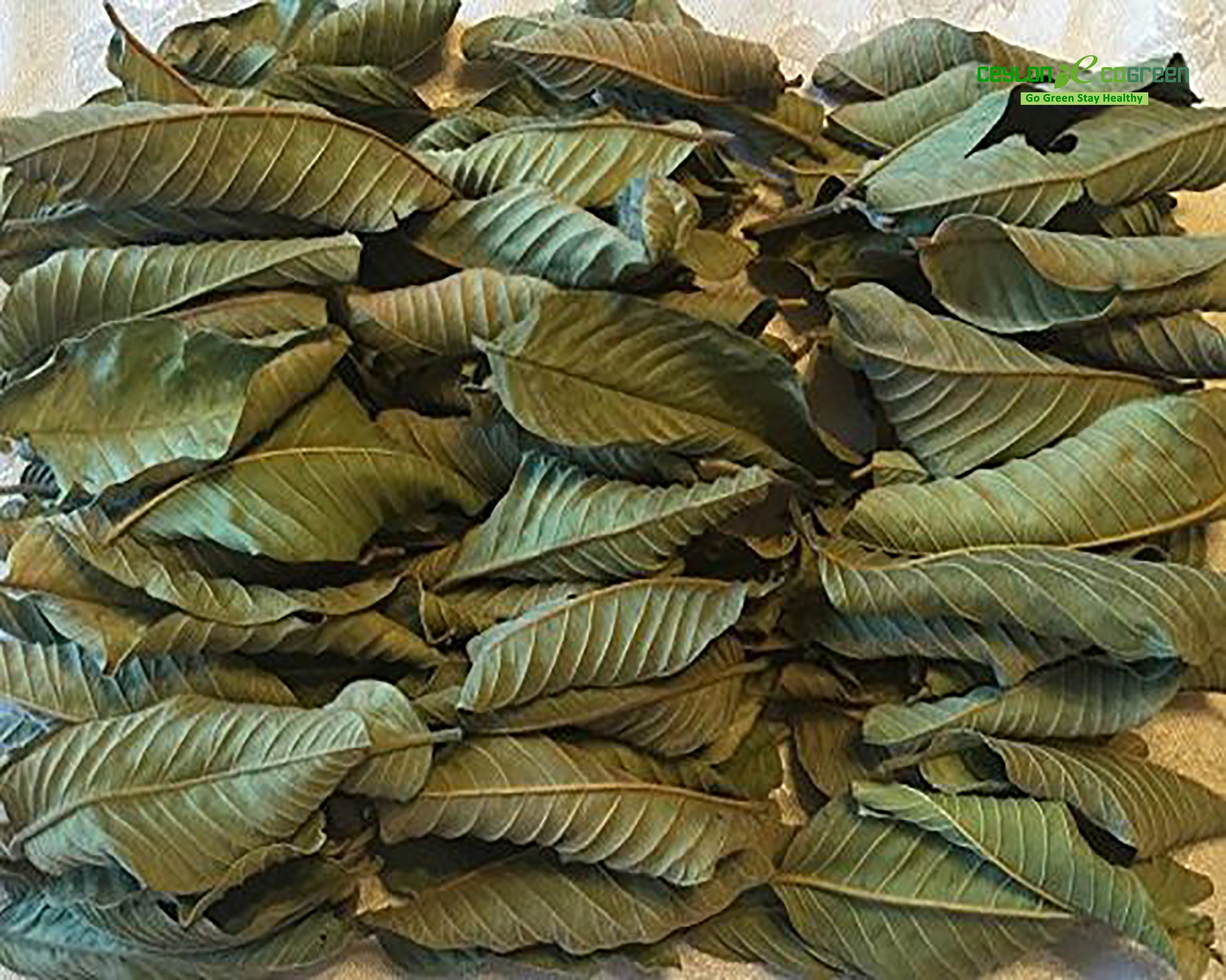 Natural Organic Dried Guava Leaves Anti Hair Loss Weight Etsy