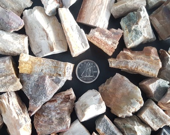 Petrified Wood Raw stone. 1pc. Crystal