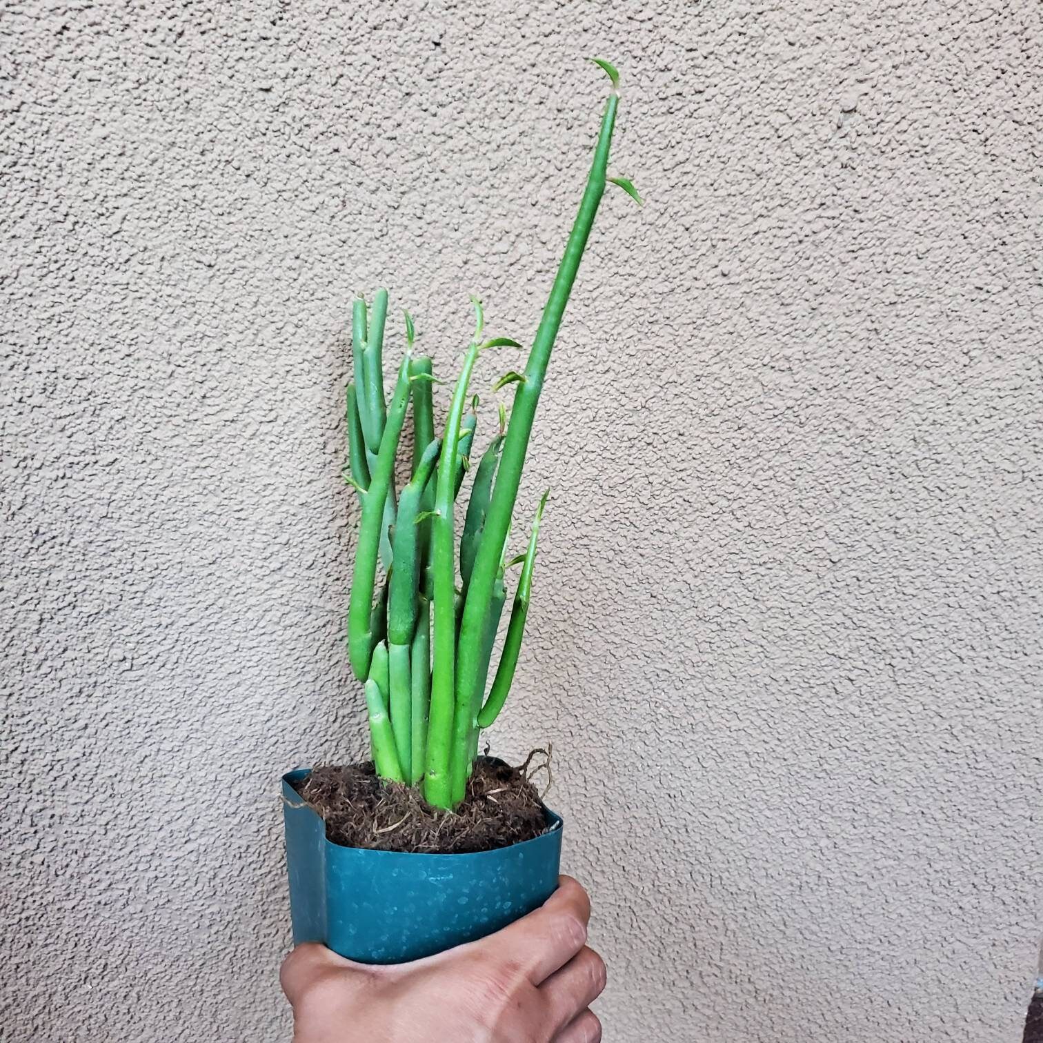 Euphorbia Lomelii Lady's Slipper Plant Etsy