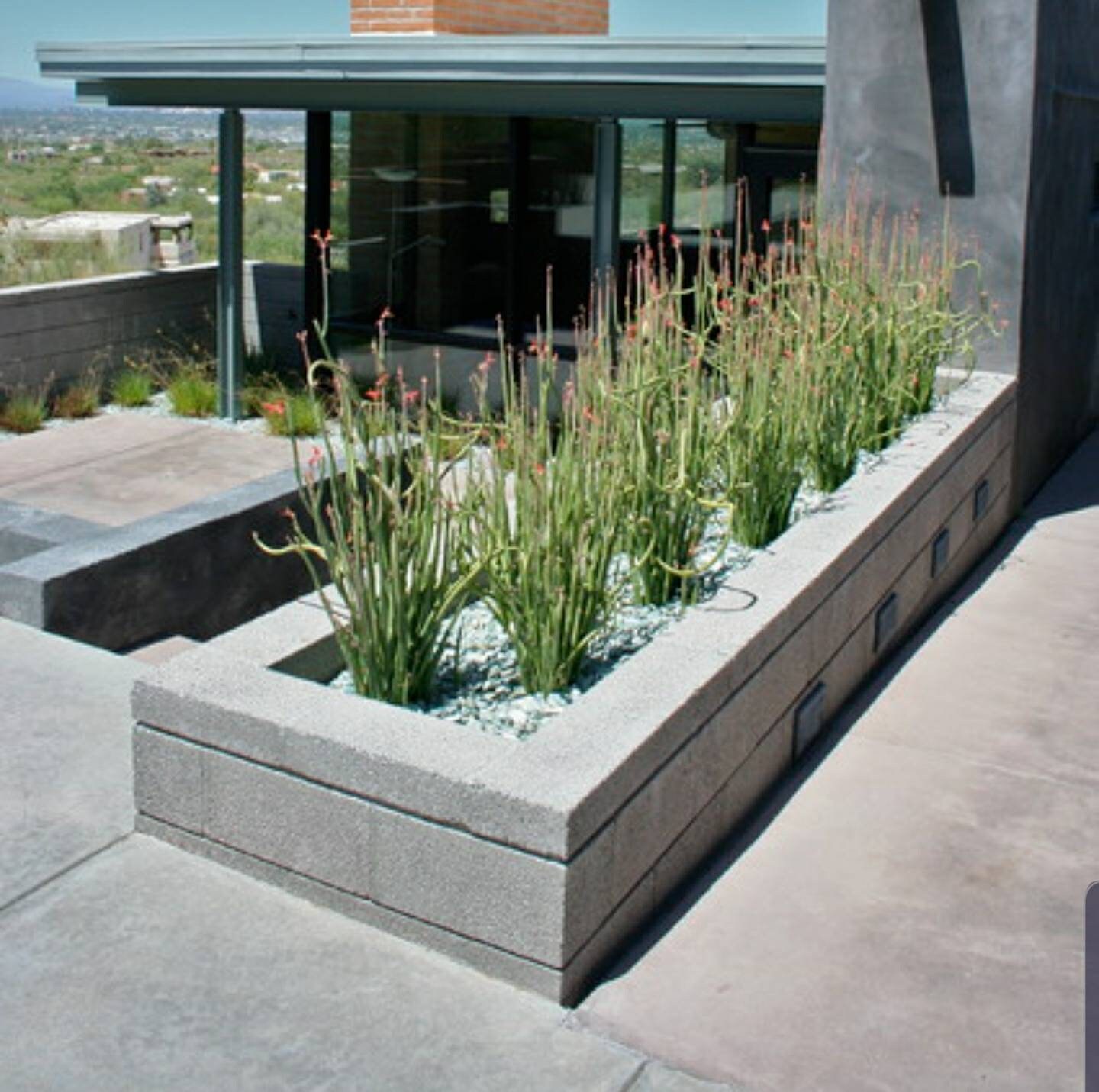 Euphorbia Lomelii Lady's Slipper Plant Etsy