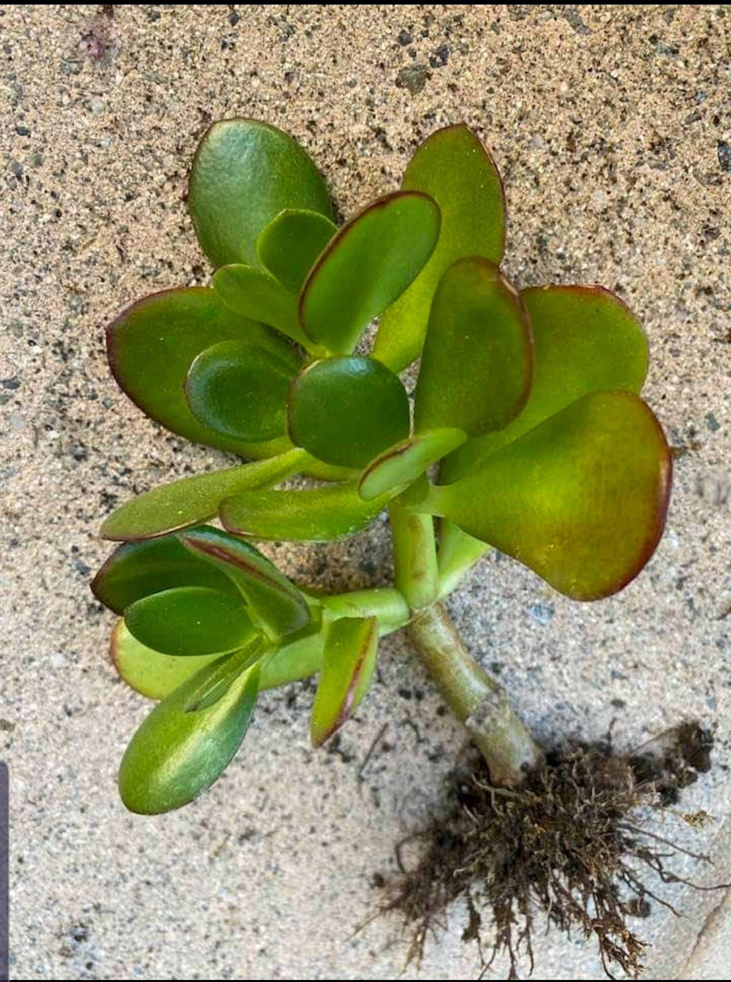 Lucky Jade Wellrooted and Healthy Dwarf Jade Plants