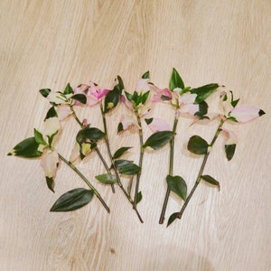 Tradescantia Blushing Bride cuttings