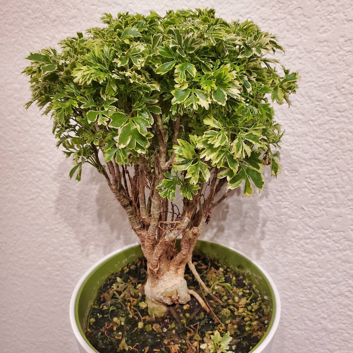 aralia variegated mini plant care