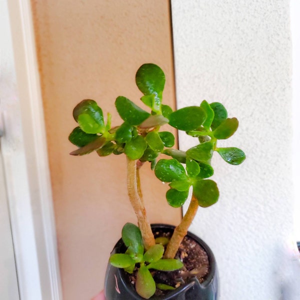 Lucky Jade Well-rooted and Healthy Dwarf Jade Plants / Hummels Sunset 6-12 inches tall.