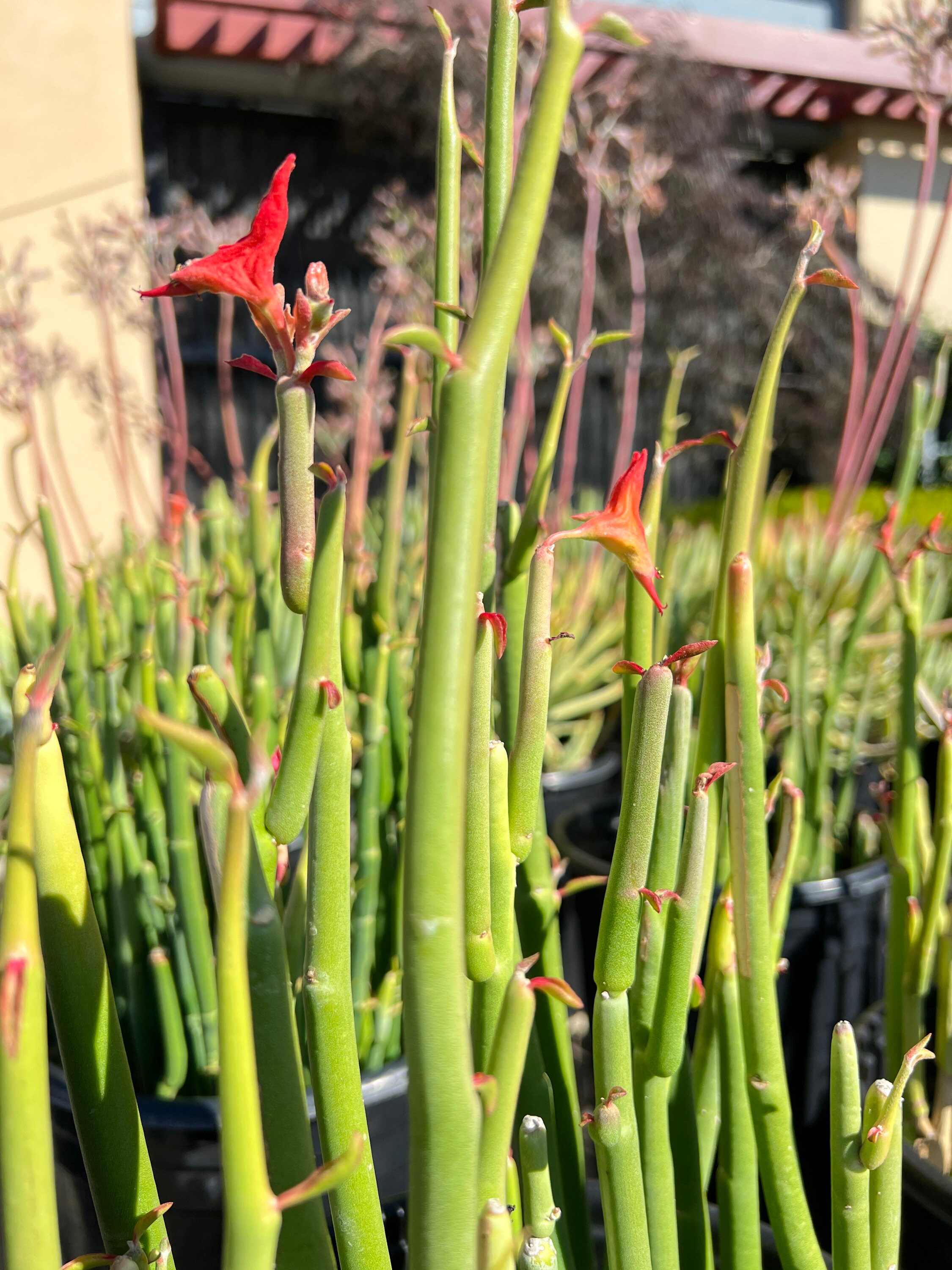 Slipper Plant or Candelilla (Pedilanthus macrocarpus) - The Firefly Forest