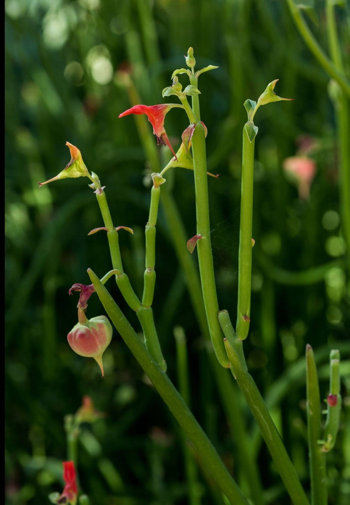 Euphorbia Lomelii Lady's Slipper Plant Etsy