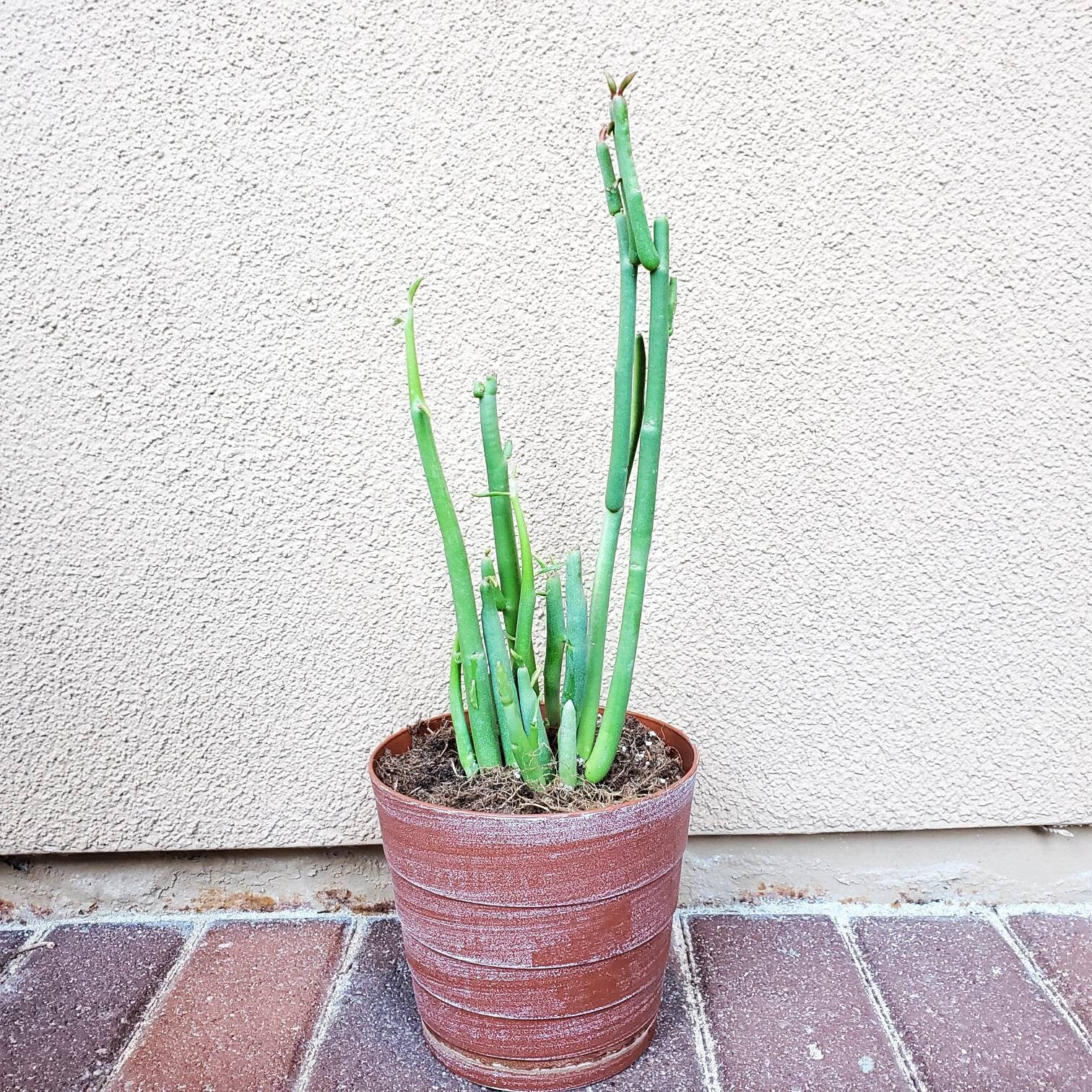 Euphorbia Lomelii Lady's Slipper Plant Etsy