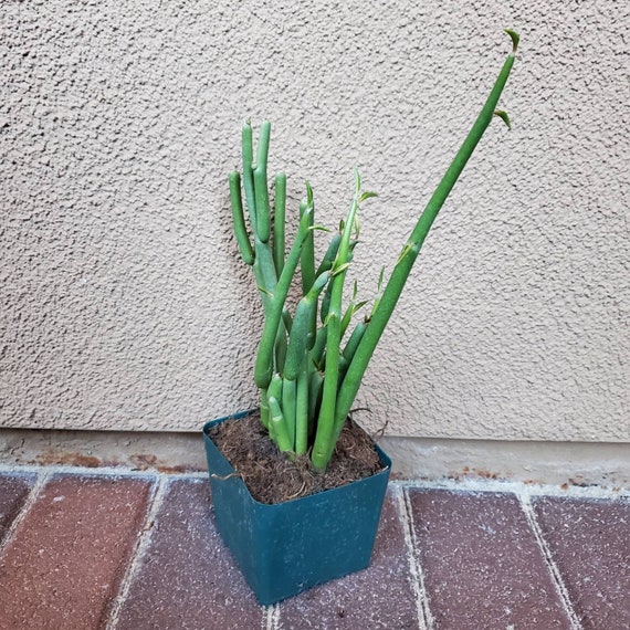 Lady slipper or slipper plant (Euphorbia lomelii or Pedilanthus macrocarpus)  is a succulent plant native to Mexico (Baja California and Sonora Stock  Photo - Alamy