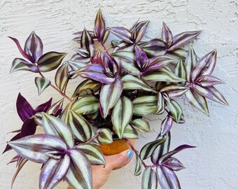 Tradescantia zebrina “Violet Hill” Healthy Live Plant in 3" Planter Fast-growing Garden Delight