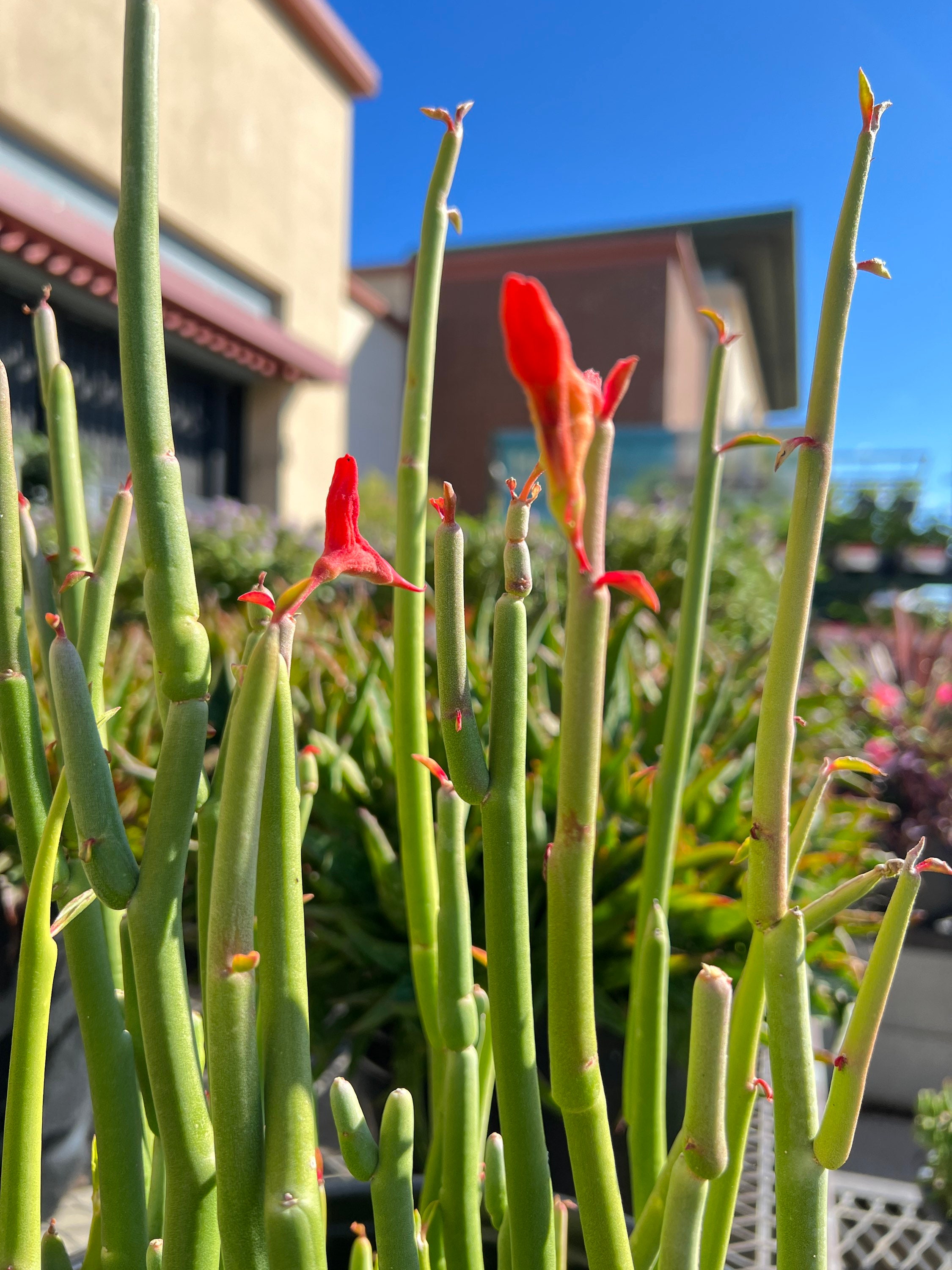 Tall Slipper Plant - Pedilanthus bracteatus – Pulled Nursery