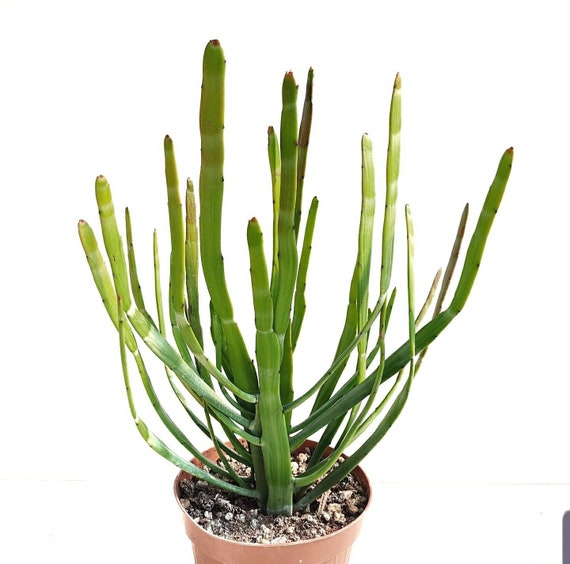 Euphorbia Xylophylloides Striata /AKA Flat Pencil Cactus or - Etsy Euphorbia Xylophylloides Striata /AKA Flat Pencil Cactus or - Etsy