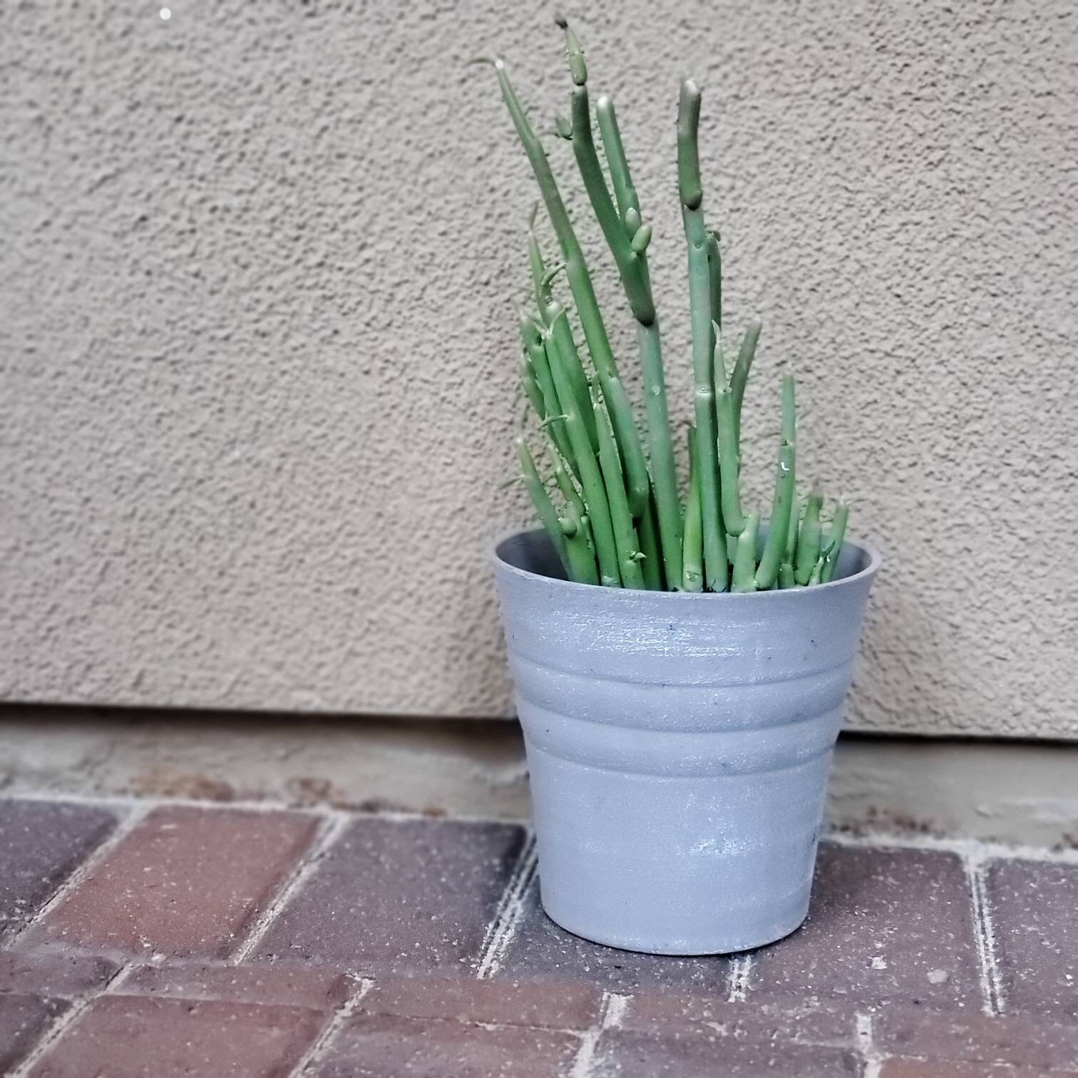 Euphorbia Lomelii Lady's Slipper Plant Etsy