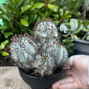 Euphorbia Snow Storm cactus