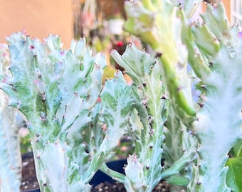 Euphorbia lactea White Ghost Live Plant – Variegated Cactus, Sculptural Desert Dweller