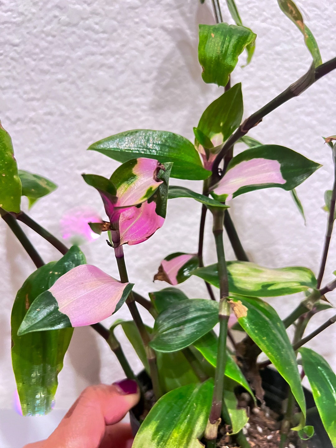 Tradescantia Blushing Bride Live Plant in 3.5 Etsy