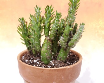 Desert Snow Pine Live Plant